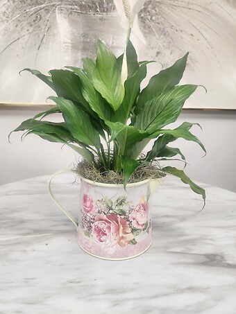 Pitcher Planter