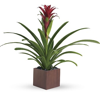 Bromeliad Beauty