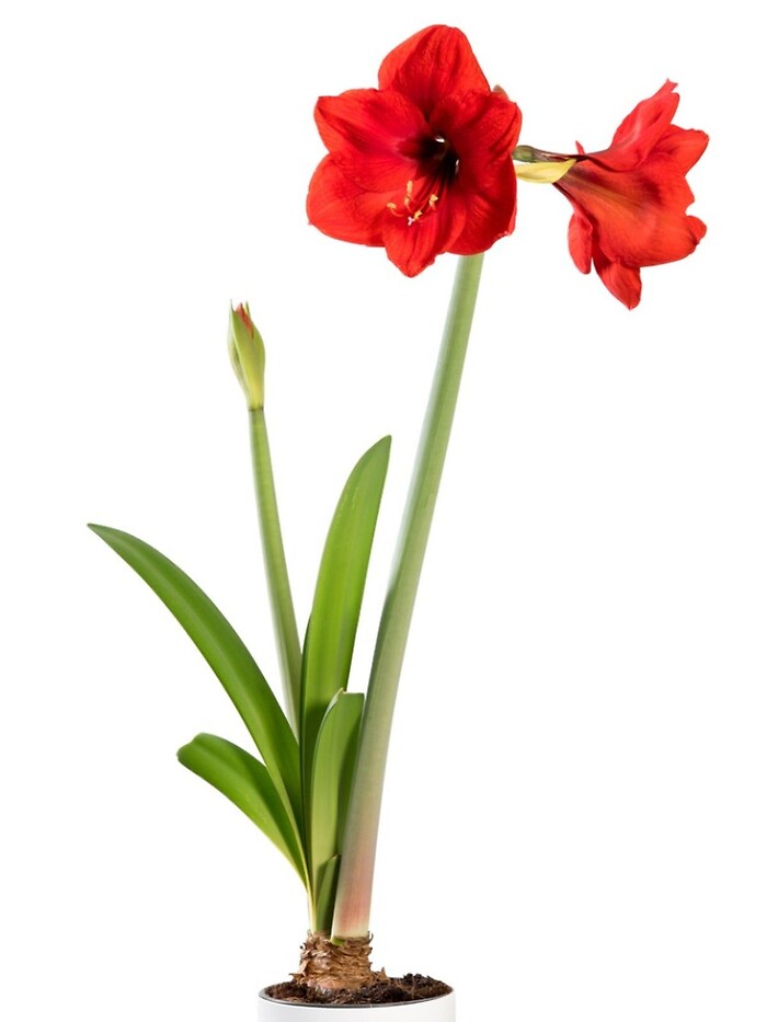 Amaryllis Bulb