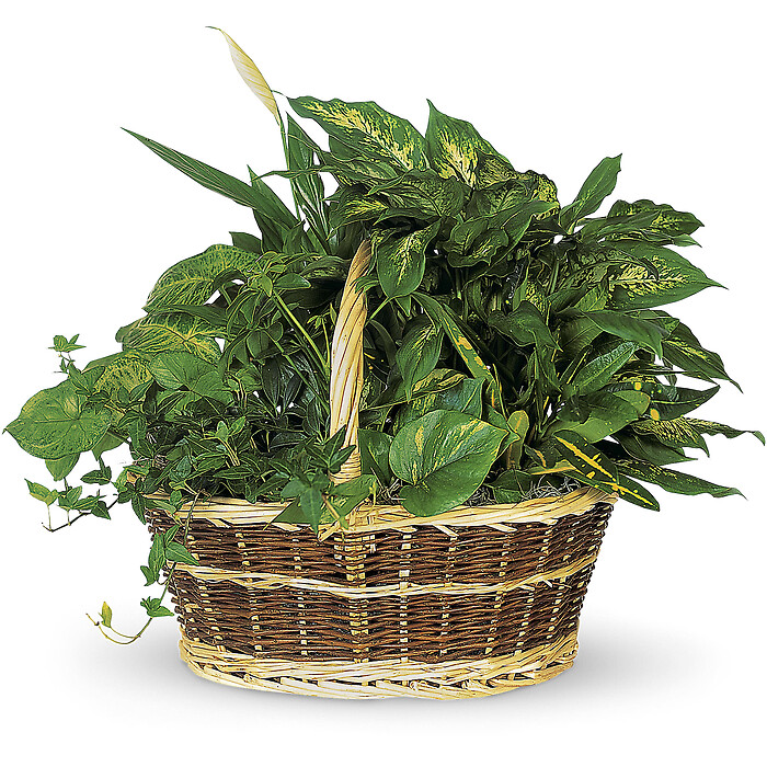 Large Basket Garden