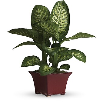 Delightful Dieffenbachia